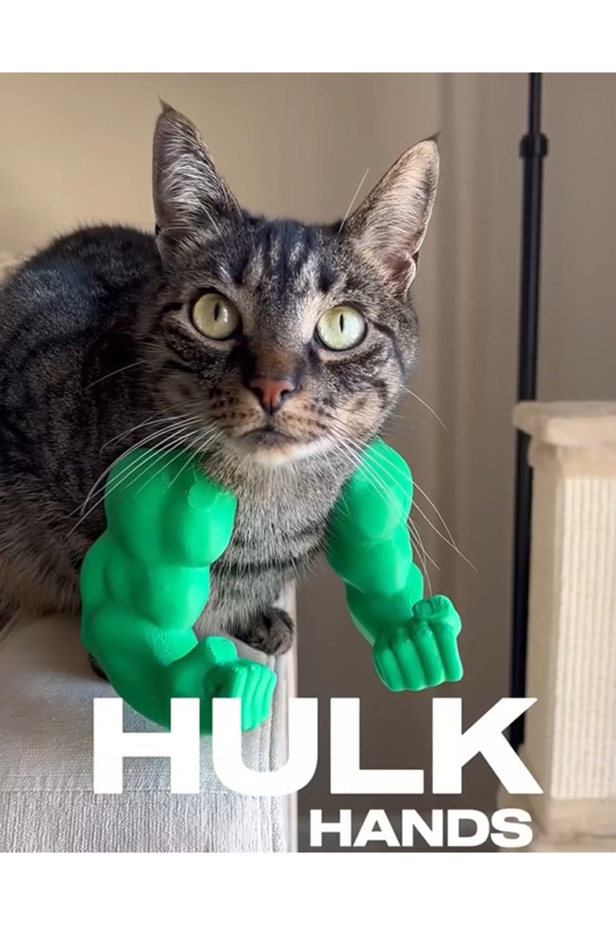kedi hulk kolu