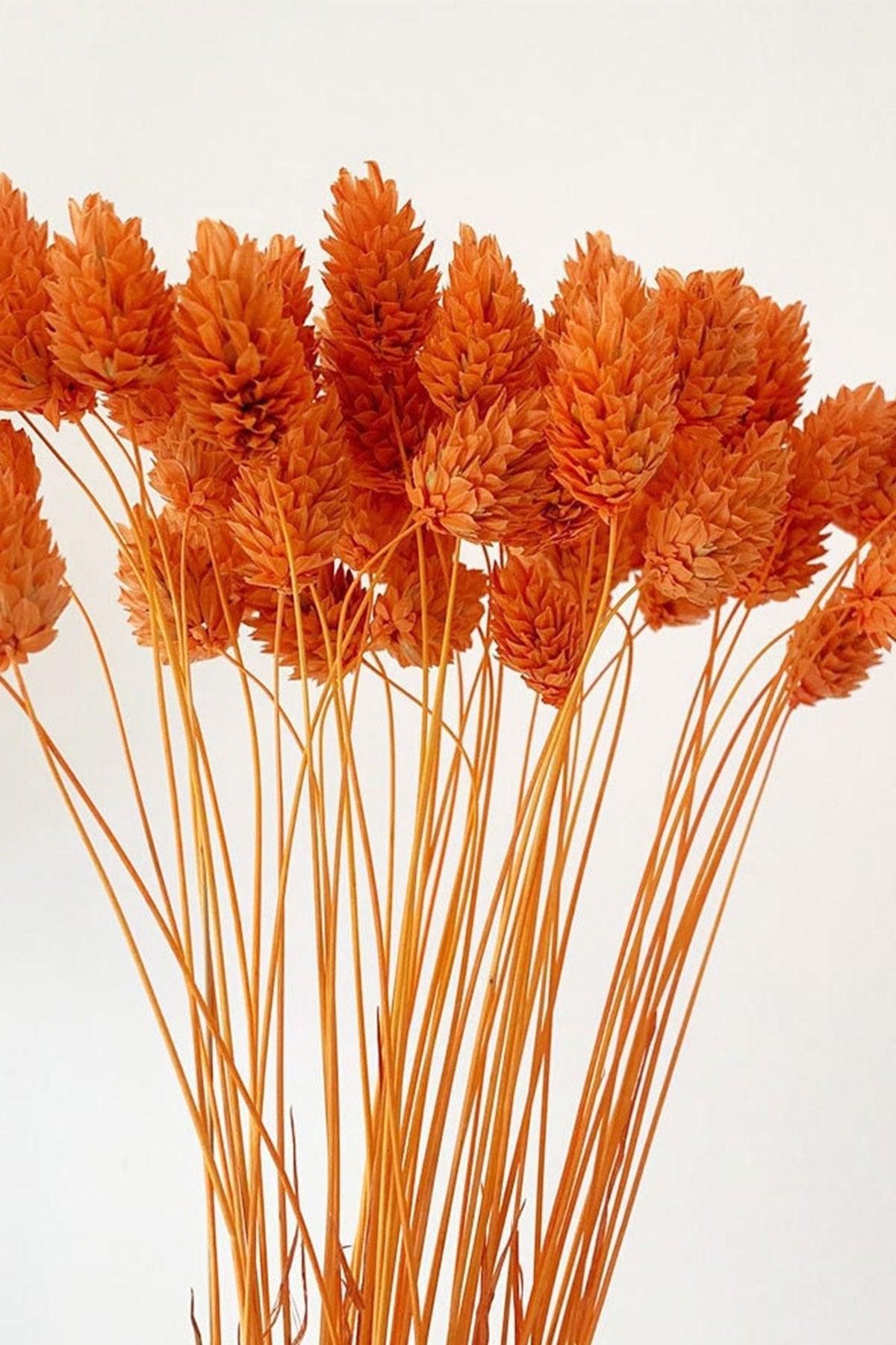 Dried Orange Bird Grass Ornamental Vase Palaris Flower 30 Branch - Swordslife