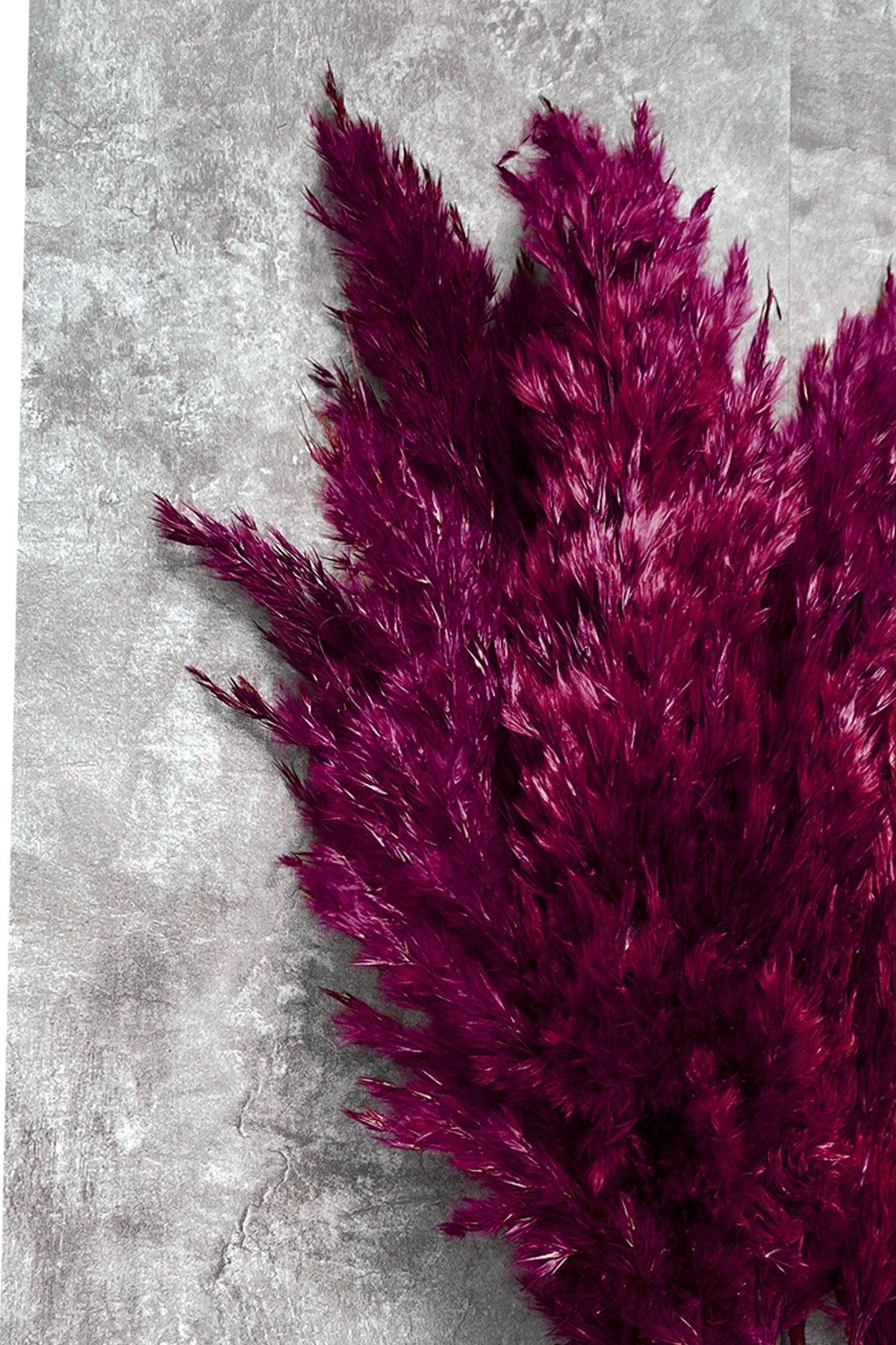 Shocked Plum Color Pampas Bundle of 10 - Swordslife