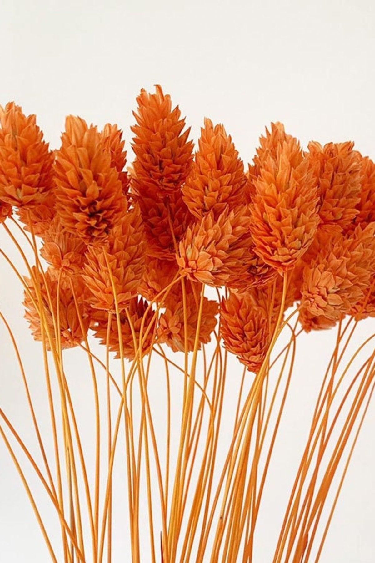 Dried Orange Bird Grass Ornamental Vase Palaris Flower 30 Branch - Swordslife