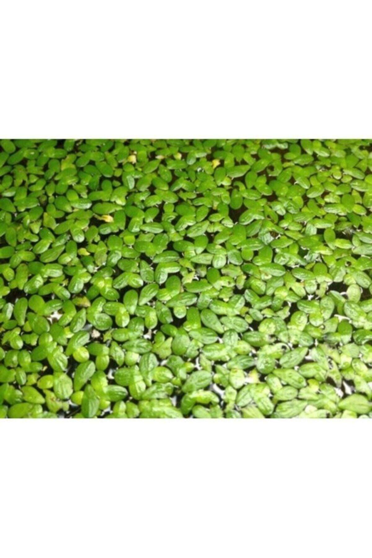 Aquarium Plant Duckweed ( Lemna Minor )