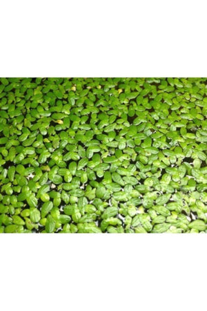 Aquarium Plant Duckweed ( Lemna Minor )