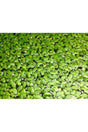 Aquarium Plant Duckweed ( Lemna Minor )