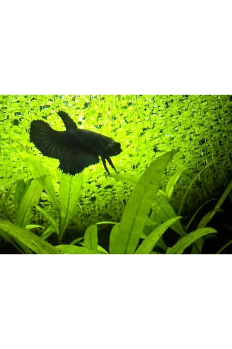 Aquarium Plant Duckweed ( Lemna Minor )