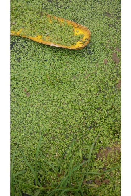Aquarium Plant Duckweed ( Lemna Minor )