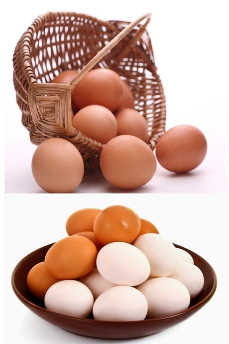 Artificial Chicken Eggs 10 in Original Size