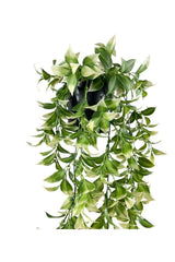 Artificial Flower Pot Hanging Fejka Green White Lemon Leaf Artificial Ivy 60cm - Swordslife