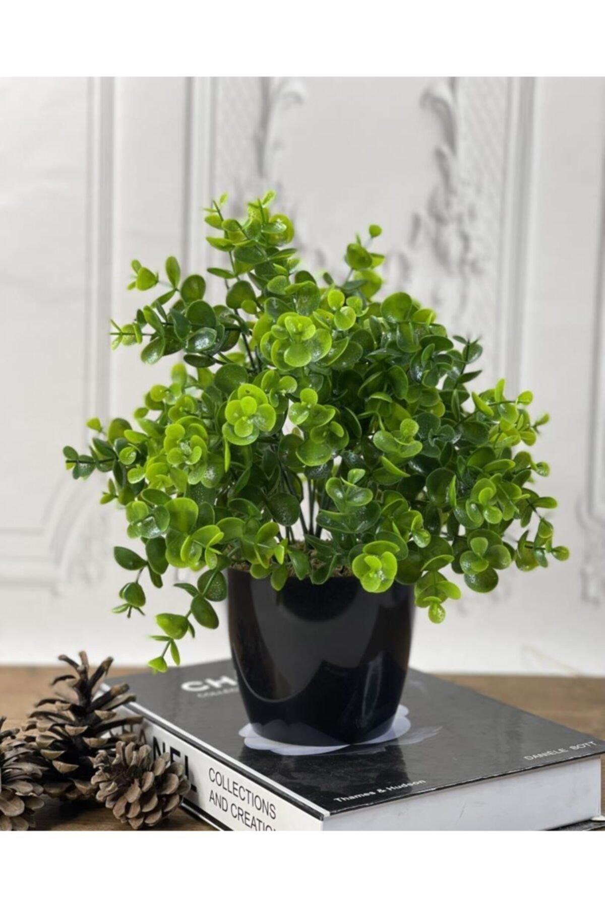 Artificial Flower Boxwood Eucalyptus Artificial Plant Black Plastic Pot Decorative Ornamental Flower - Swordslife