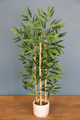 Bamboo Tree in Concrete Pot 110 Cm 3 Trunks - Swordslife