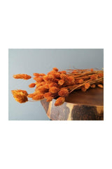 Dried Flower Bird Grass (Palaris Grass) Orange - Swordslife