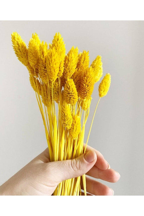 Dried Flower Palaris Bird Grass Yellow Length 45cm 55 Stem - Swordslife