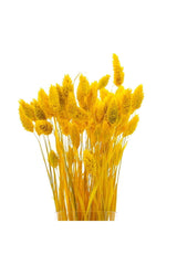 Dried Flower Palaris Bird Grass Yellow Length 45cm 55 Stem - Swordslife