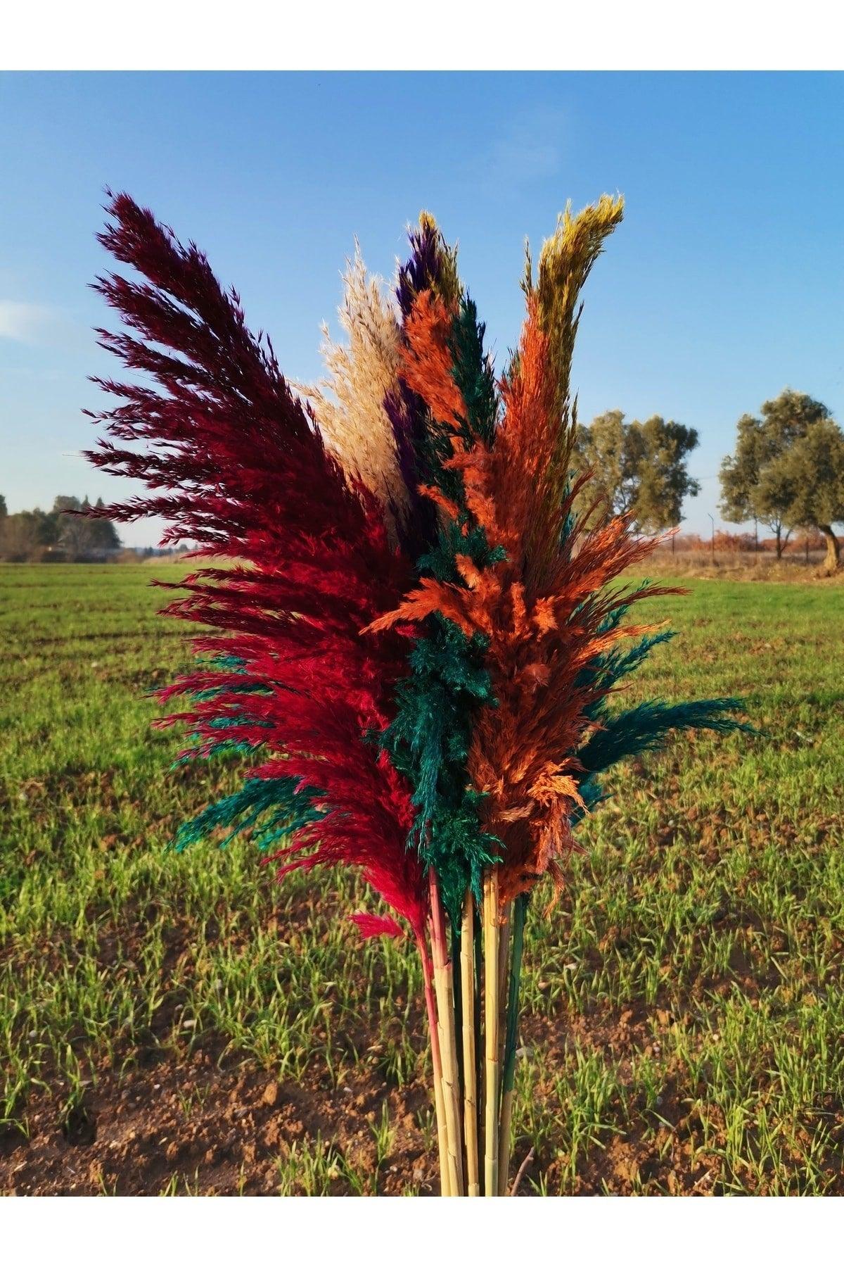 Dried Flower Shocked Pampas - Swordslife