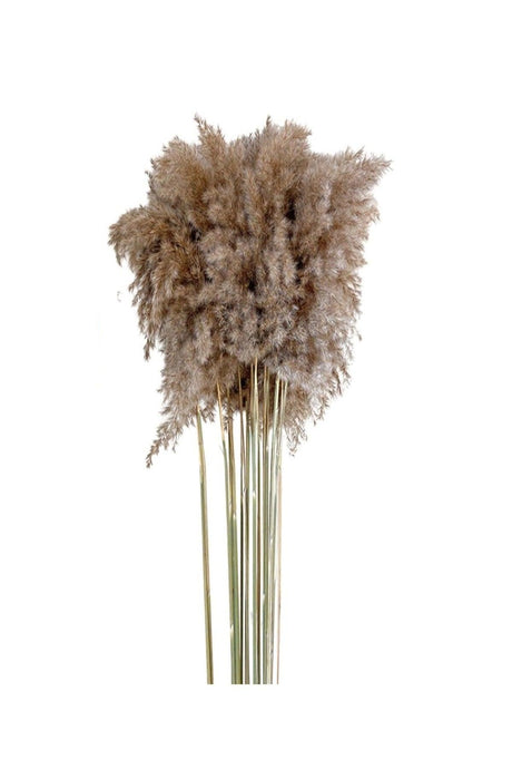 Dried Flower Decorative Pampas 8 Pcs Big Bunch 70cm Pampas Grass - Swordslife