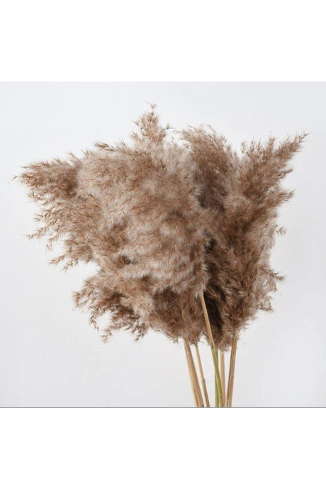 Dried Flower Decorative Pampas 8 Pcs Big Bunch 70cm Pampas Grass - Swordslife