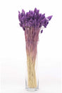 Dried Flower Palaris Bird Grass Purple Length 45cm 55 Stem - Swordslife