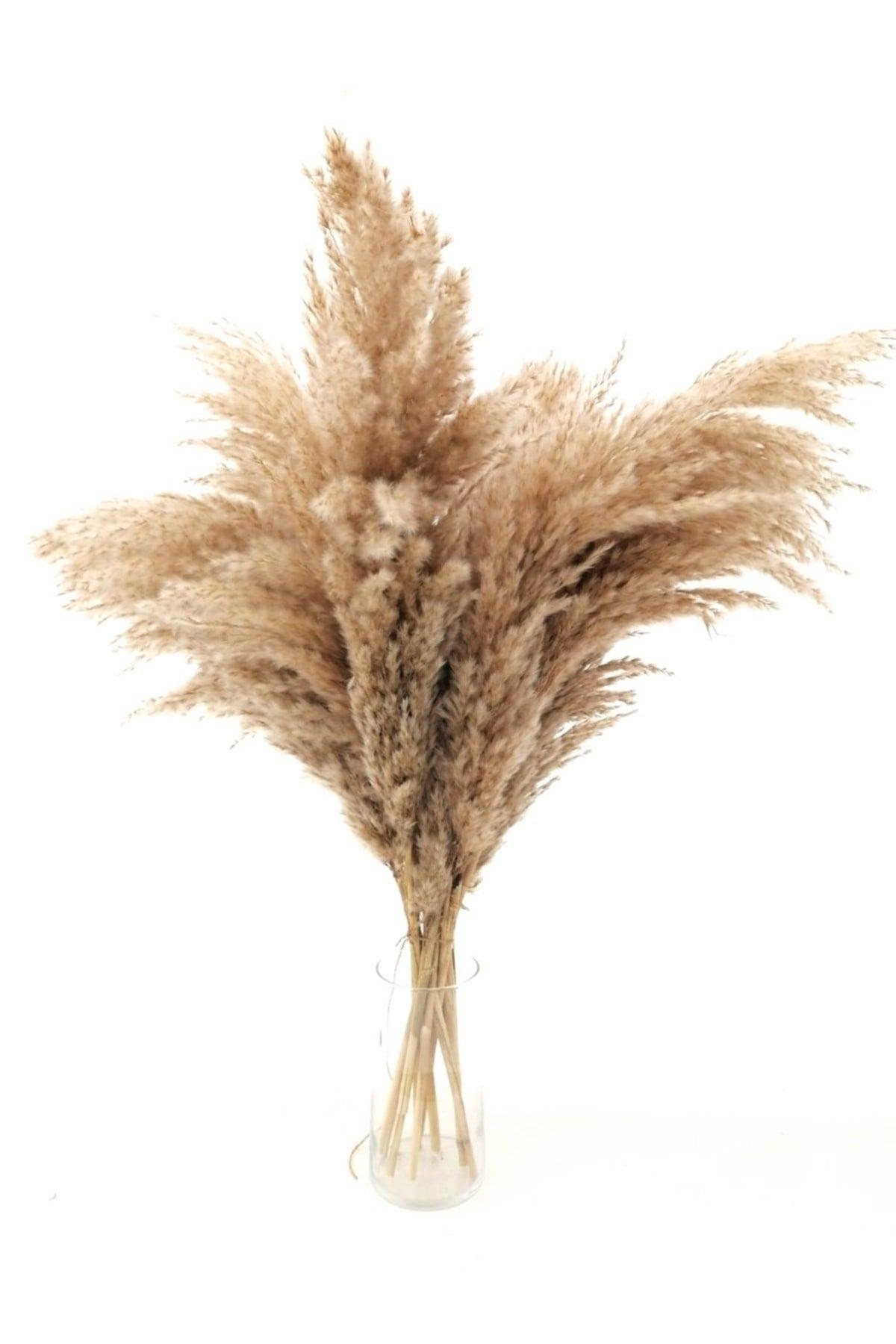 Dried Flower Decorative Pampas Large Bunch of 8 - Swordslife