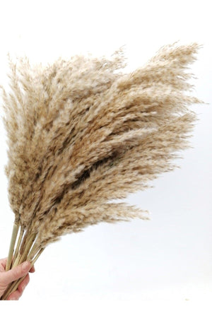 Dried Flower Decorative Pampas Large Bunch of 8 - Swordslife