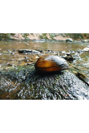 Fresh Water Mussel 10 Pieces 4-9 Cm Natural