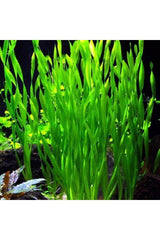 Giant Sedge 1 Vineyard Aquarium Plant Live Plant