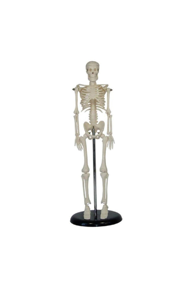 Human Skeleton Model Model 45 cm