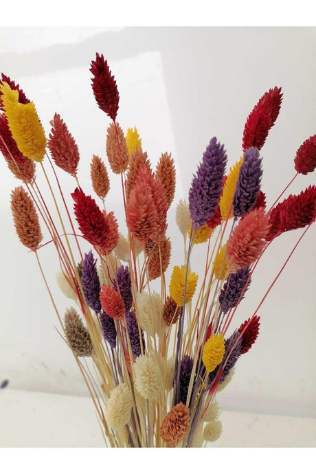 Dried Flower Palaris Bird Grass Mixed Colors Length 45cm, 50-55 Stem - Swordslife