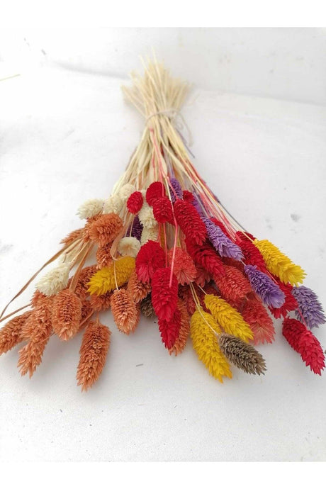 Dried Flower Palaris Bird Grass Mixed Colors Length 45cm, 50-55 Stem - Swordslife