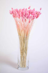 Dried Flower Palaris Bird Grass Pink Length 45cm 55 Stem - Swordslife