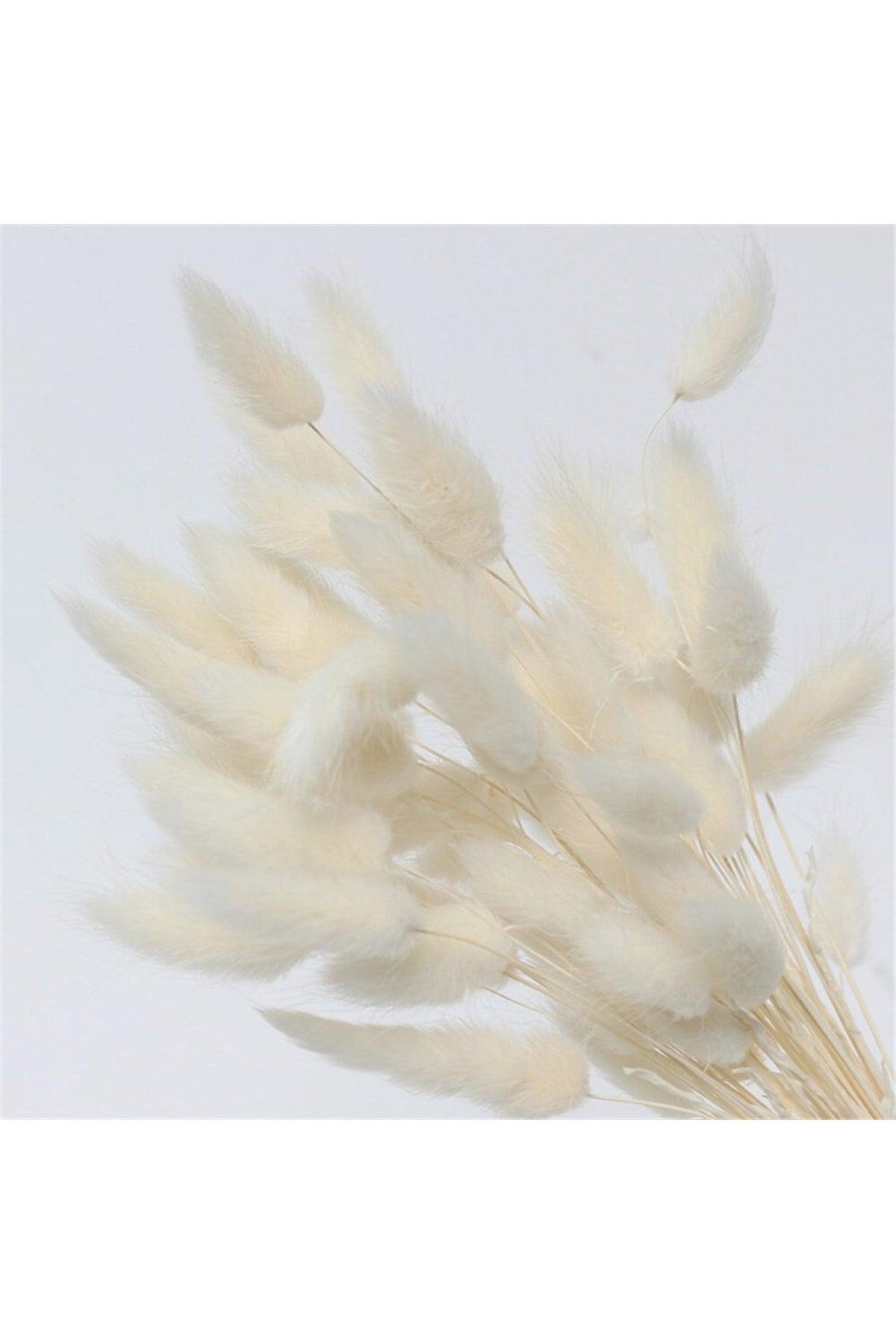 Dried Flower Cotton Grass Lagurus Bunch 20-25 Branch (Grain) - Swordslife