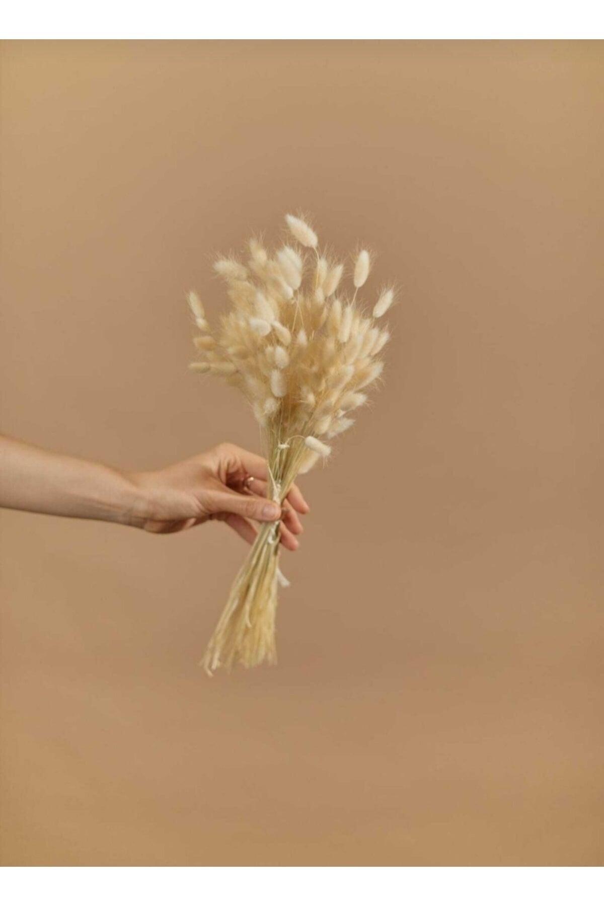 Dried Flower Cotton Grass Lagurus Bunch 40 Branch (Grain) - Swordslife