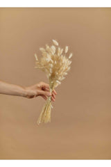 Dried Flower Cotton Grass Lagurus Bunch 40 Branch (Grain) - Swordslife