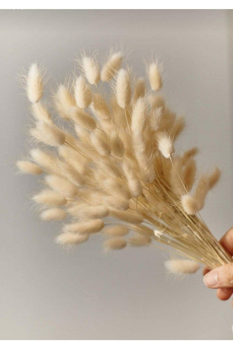 Dried Flower Cotton Grass Lagurus Bunch 40 Branch (Grain) - Swordslife