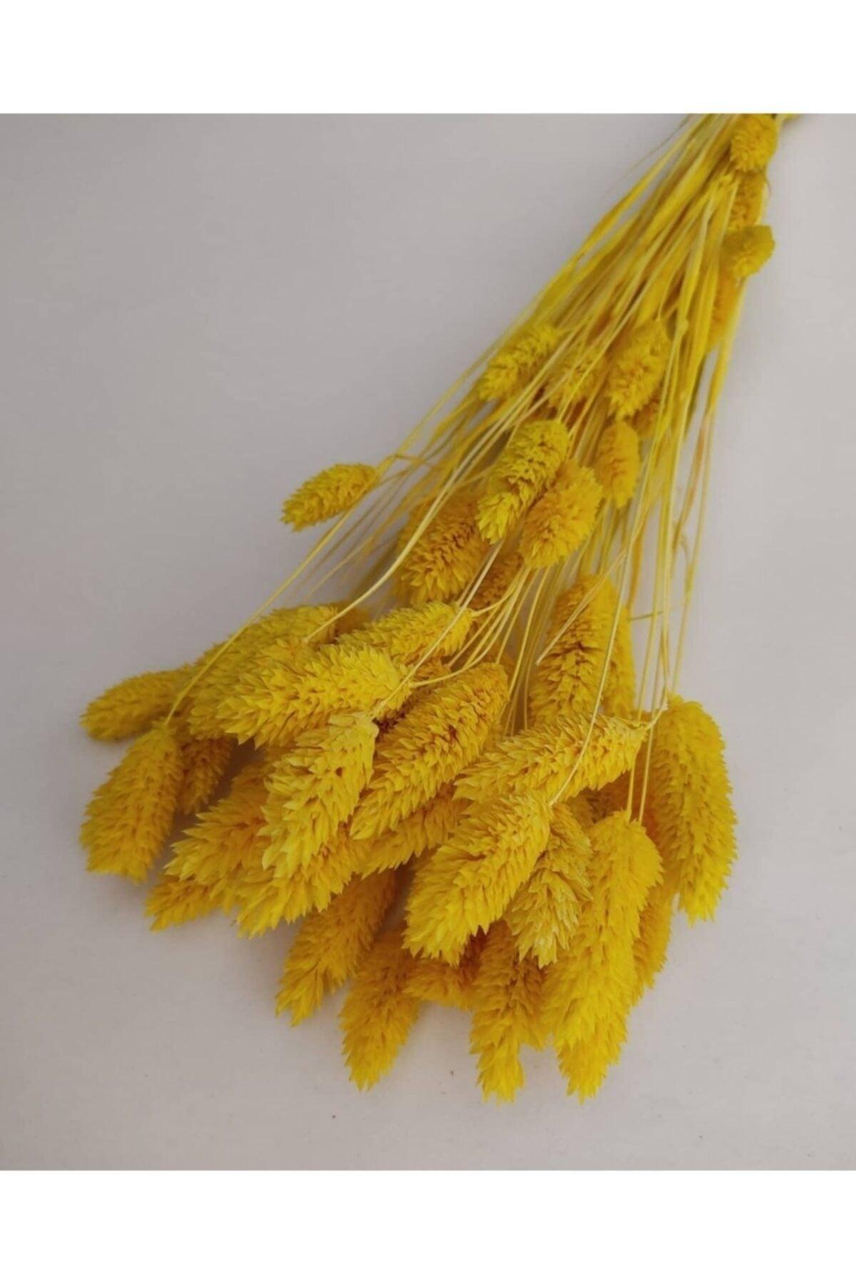 Dried Flower Phalaris (Bird Grass) Bunch 20 Pieces - Swordslife