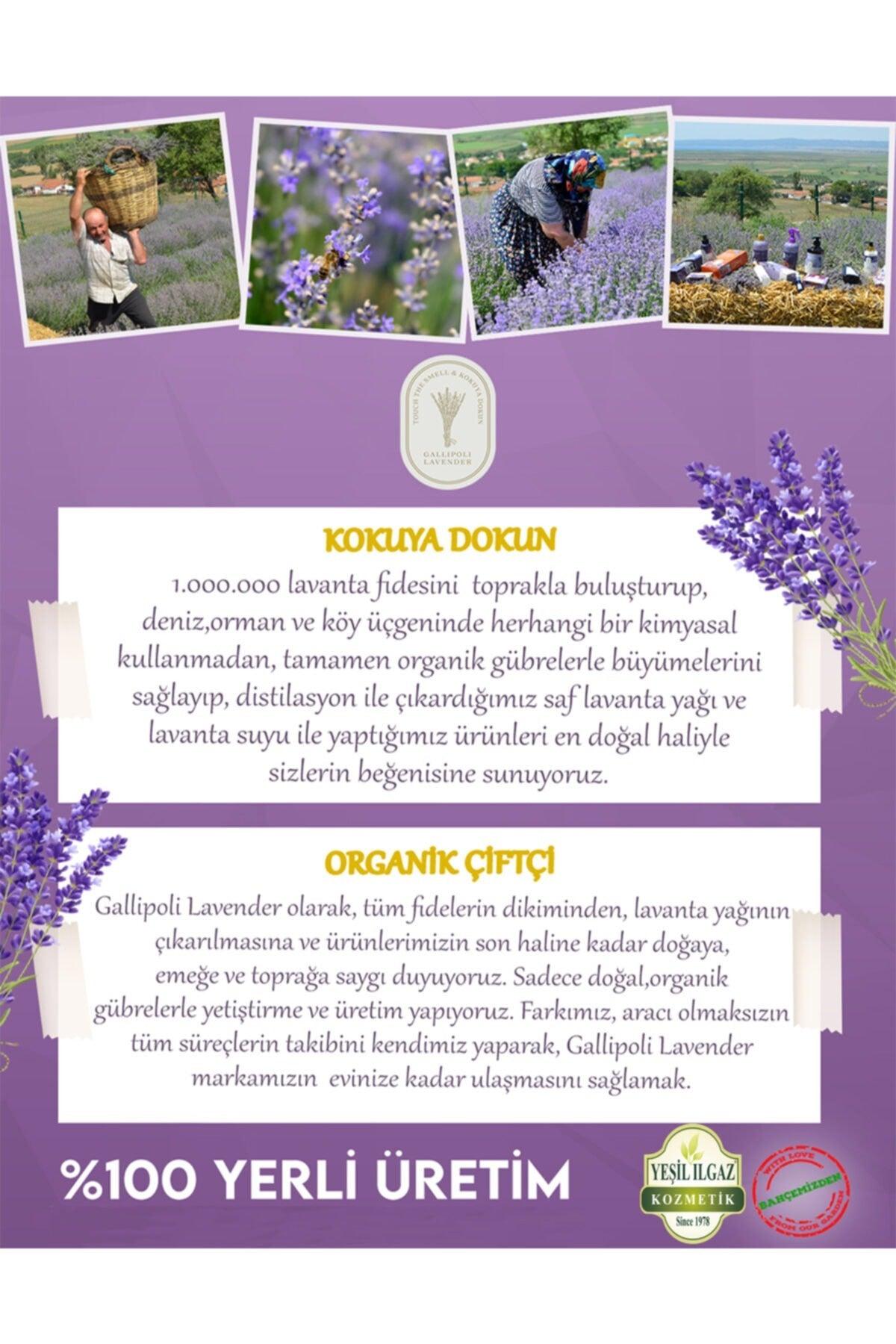 Lavender Pet ( Cat