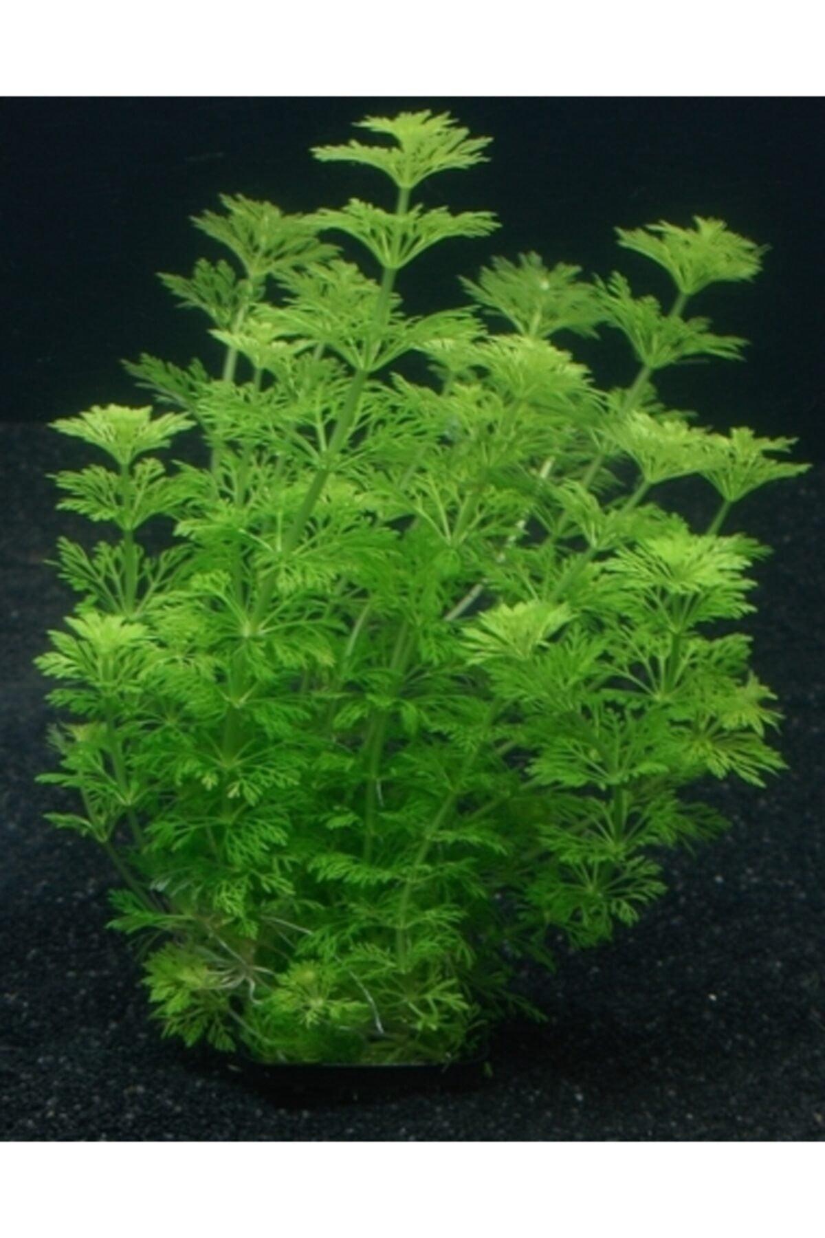 Limpnophila Sessiliflora 5 Branches Perfect