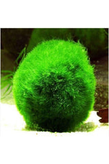 Marimo - Lucky Moss ( Moss Ball | Live