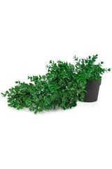 3 Branch Artificial Hanging Boxwood in Mini Black Plastic Pot - Swordslife