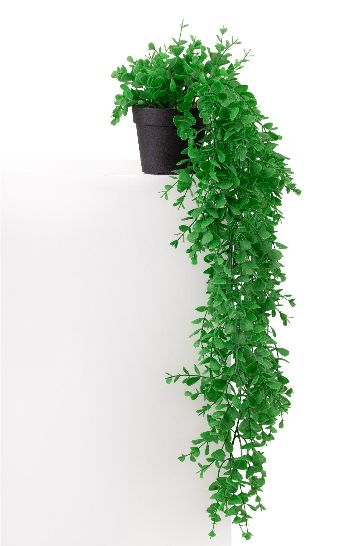 Hanging Boxwood in Mini Black Plastic Pot - Swordslife