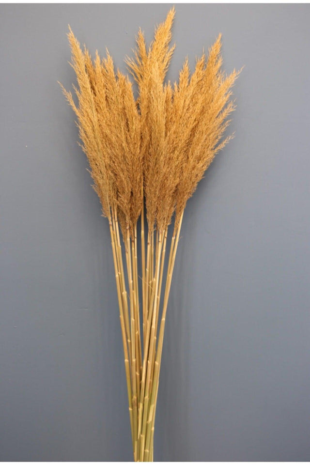 Natural Dried Flower Pampas 45 Pieces - Swordslife