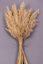 Natural Dried Flower Pampas 45 Pieces 100 cm - Swordslife