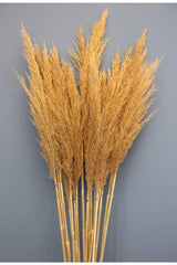 Natural Dried Flower Pampas 50 Pieces 100 Cm - Swordslife