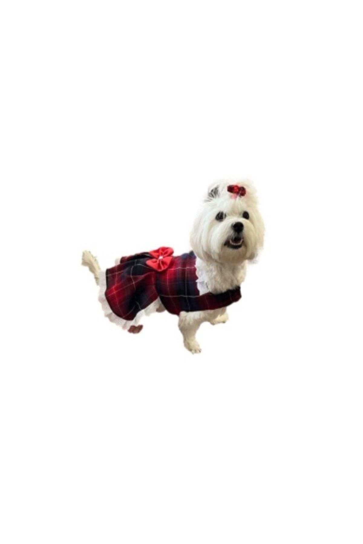 Red Blue Checked Bow Tie Female Cat Dog