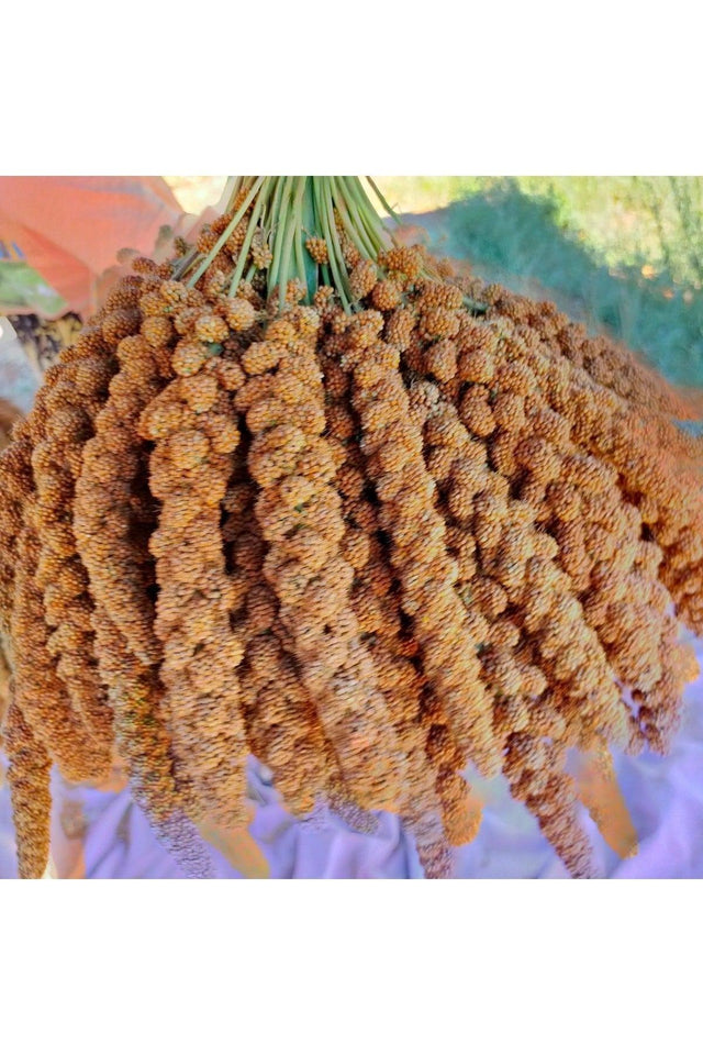 Red Branch Millet (new Crop) 1st Quality 500 Gr