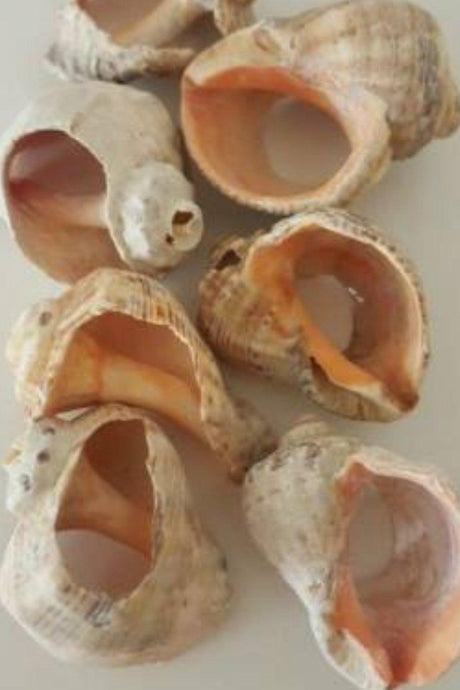 Sea Shell Ornament Decorative Aquarium Ornament
