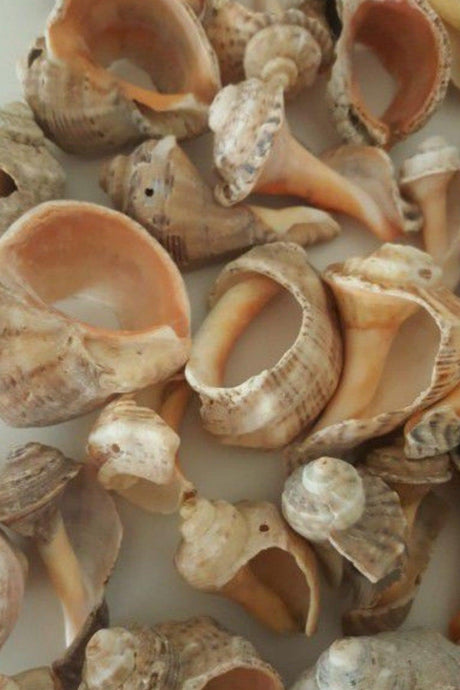 Sea Shell Ornament Decorative Aquarium Ornament