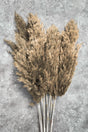 Shocked Natural Color Pampas Bundle of 10 - Swordslife