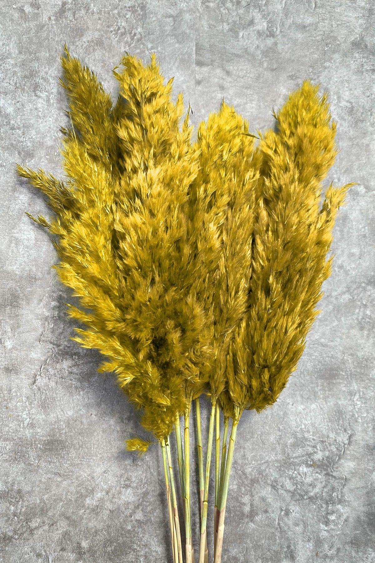 Shocked Yellow Color Pampas Bundle of 10 - Swordslife