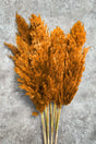 Shocked Orange Color Pampas Bundle of 10 - Swordslife