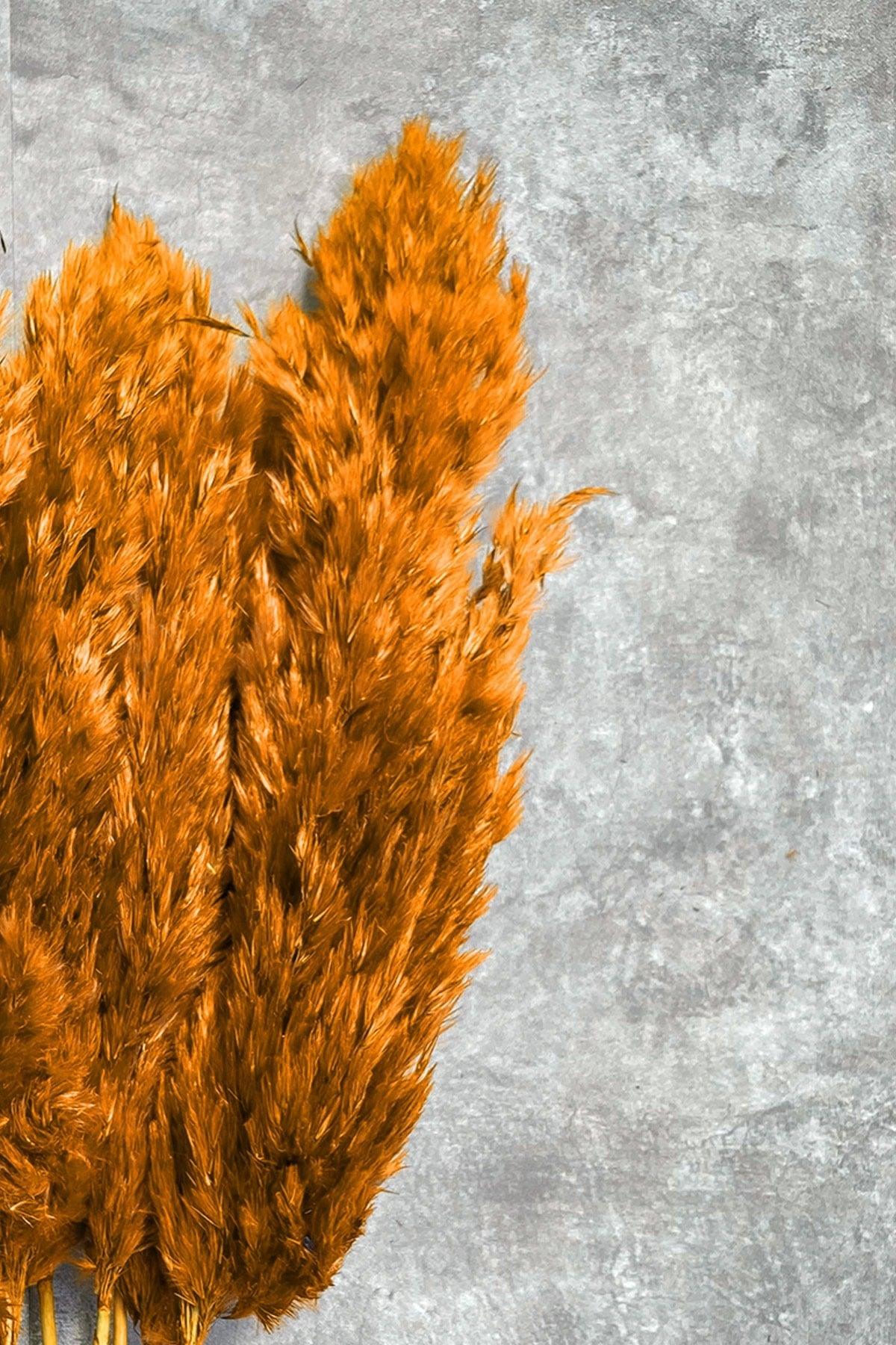 Shocked Orange Color Pampas Bundle of 10 - Swordslife