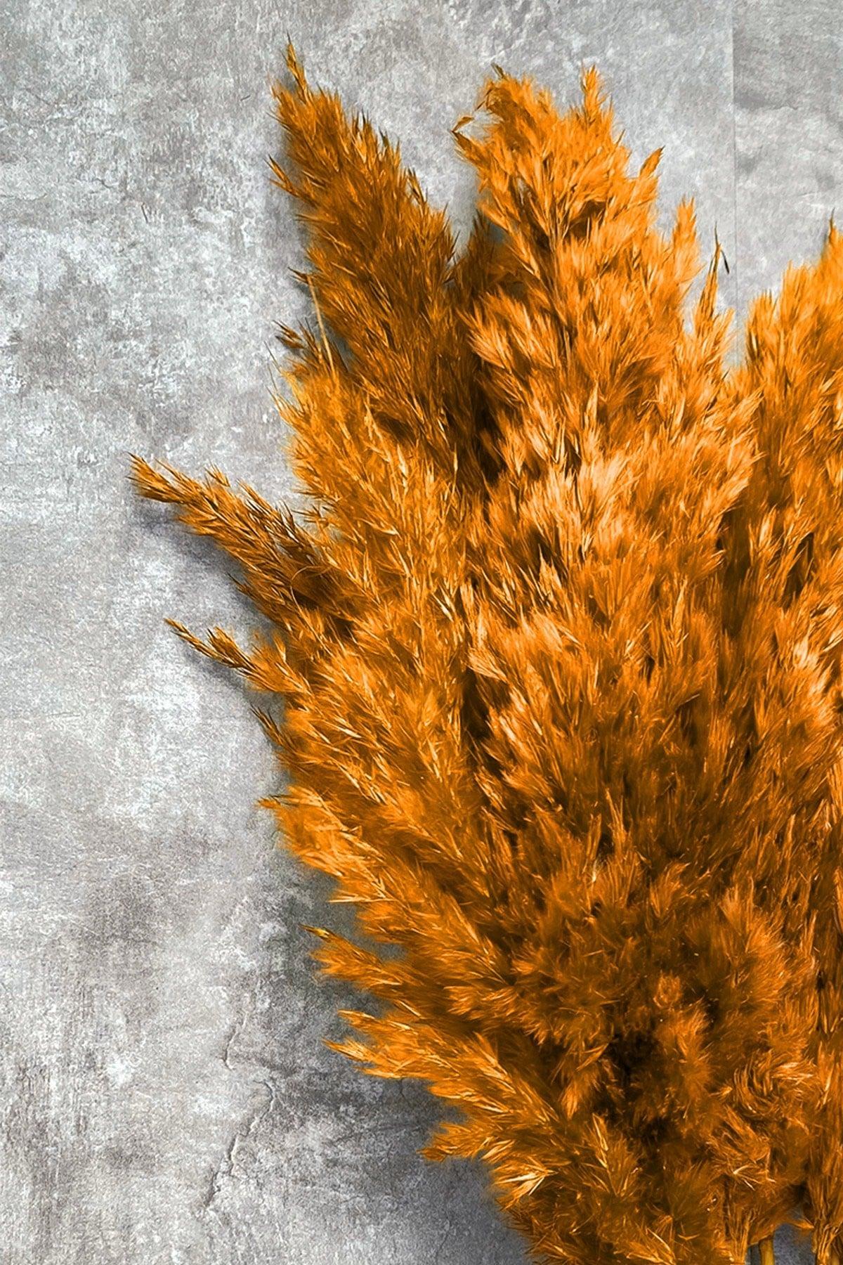 Shocked Orange Color Pampas Bundle of 10 - Swordslife